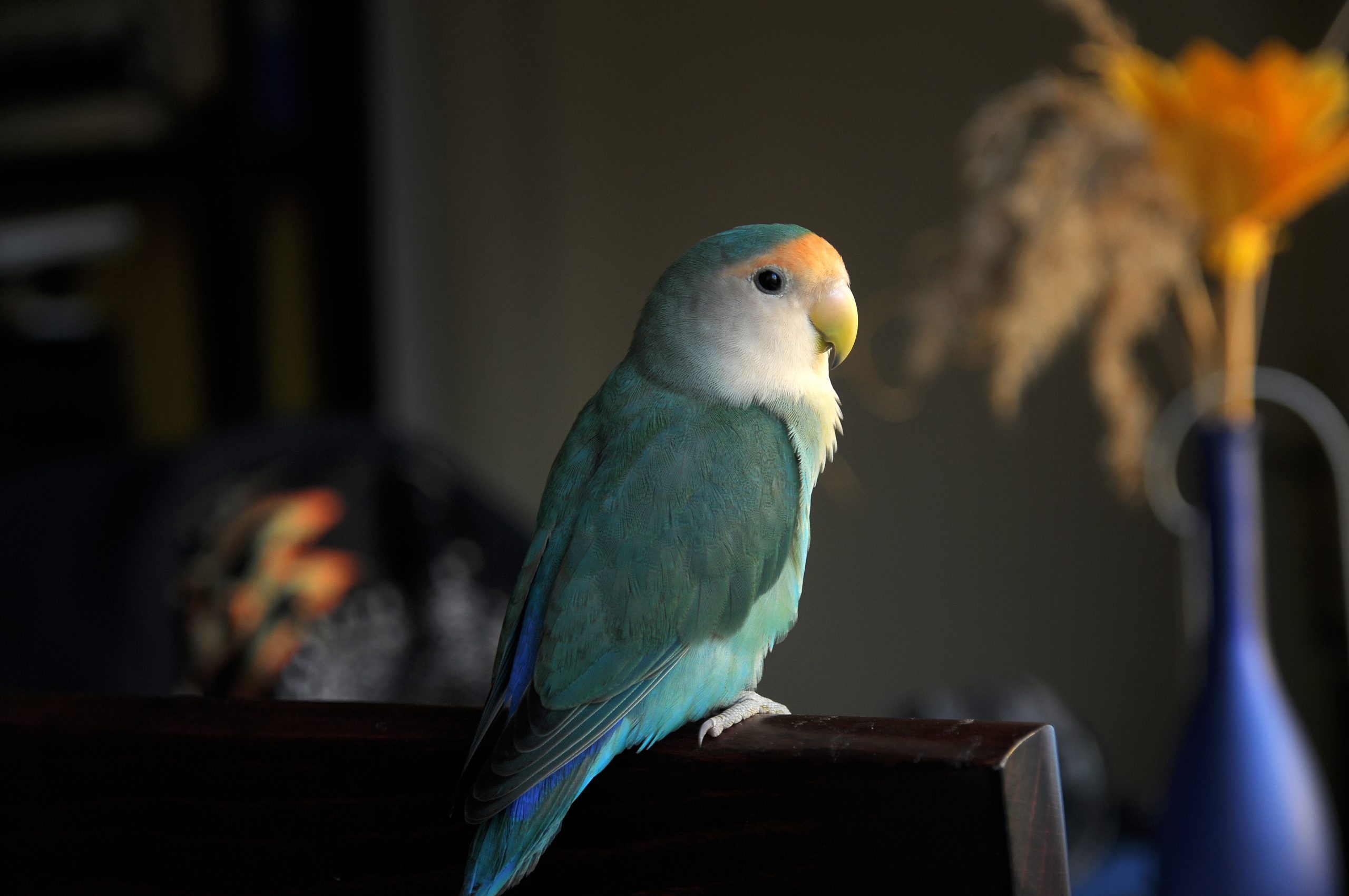 Woher stammt der Name Papiervogel? Exkurs: Lily und die Vögel